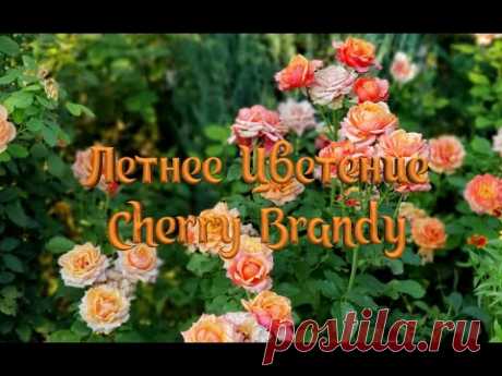 Летнее цветение розы Cherry Brandy (Черри Бренди)