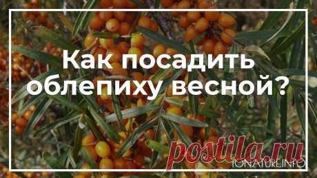 Как посадить облепиху весной сад и огород Всё про чистку вещей, дома и офиса. Как почистить квартиру, машину, золото, серебро, дом, мех, зеркало и многое другое...