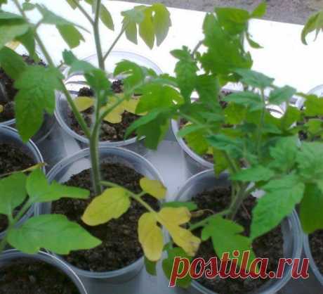 Как подкармливать рассаду томатов на подоконнике? | Рассада (Огород.ru)
