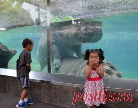 Забавные фотографии из зоопарков | Позитив в картинках и не только