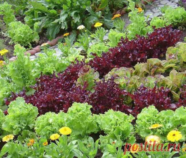 Выращивание салата: сорта, рассада, посадка и уход
