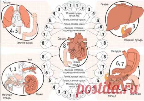 От какого зуба что болит: от больных зубов страдает весь организм! - Бабушкин Рецепт   Оказывается, любое, даже самое незначительное повреждение зуба может служить сигналом о «непорядке» в соответствующей ему группе органов. Еще древние ученые заметили связь между больными органами человека и его пораженными зубами. Существовало несколько схем соответствия зубов внутренним органам. Какой зуб за что отвечает: схема Одна из таких схем позволит не только вовремя выявить болезнь, но […]
