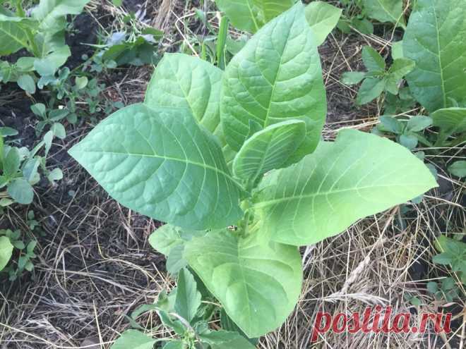 Сорта табака для трубки - какие вырастить на огороде