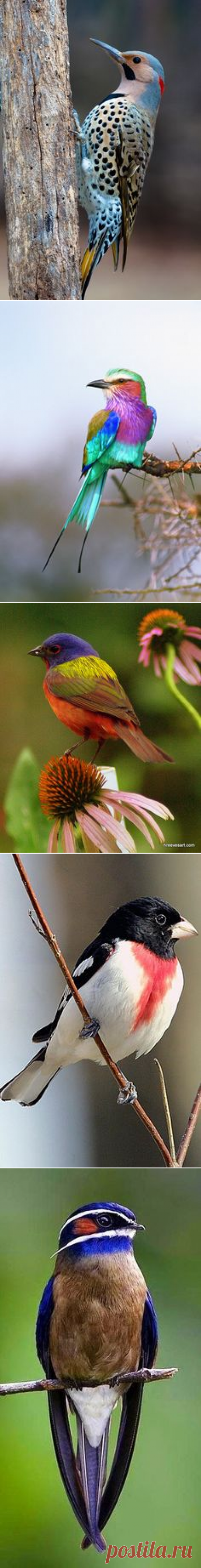 (818) Male Painted Bunting. (Passerina ciris) es una especie de ave en el cardenal de la familia, Cardinalidae, que es nativa de América del Norte .