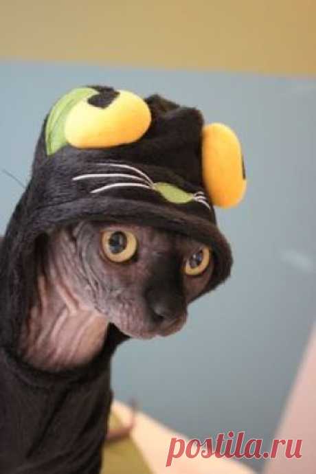 Fifty chat sphynx déguisé en chat noir pour Halloween. Hairless cat.