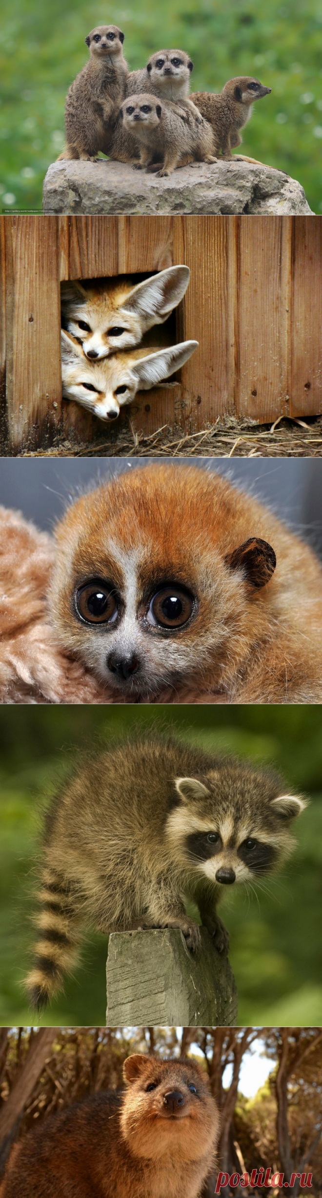ТОП-10 самых милых животных на планете | Мир Вокруг Нас | Яндекс Дзен
