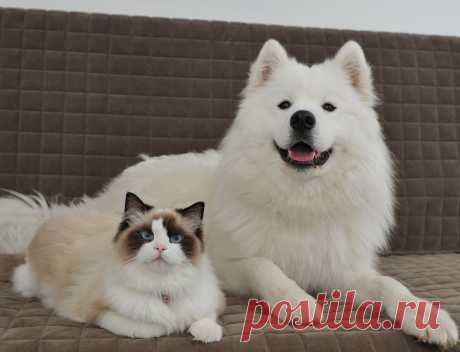 Un chat Ragdoll et un chien Samoyede meilleurs amis ! - Lol Chat - Images, photos et vidéos de lolcats