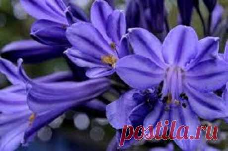 25+ Agapanthus Purple Lily Of The Nile Flower Seeds / Perennial 25+ SEEDS. PERENNIAL ZONES 6-11. ALL OTHER ZONES, BULBS NEED TO BE LIFTED AND BROUGHT INDOORS FOR WINTER. THIS 3-4 FOOT BEAUTY IS ATTRACTIVE TO BEES AND BUTTERFLIES. BLOOMS JUNE AND JULY. LIKES FULL SUN OR PARTIAL SHADE. GREAT IN BOUQUET OF CUT FLOWERS AND HAS A LONG VASE LIFE. SEEDS CAN BE STARTED INDOORS IN WINTER TO BE TRANSPLANTED OUTDOORS IN SPRING.....OR CAN BE SOWN DIRECTLY INTO THE GROUND IN SPRING AND...