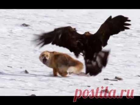 Birds of Prey Attacks ( Eagle, Falcon, Golden eagle). Атаки хищных птиц. Орел, сокол, беркут.
