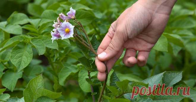 Нужно ли обрывать цветки у картофеля, и зачем это делают Поможет ли удаление цветков у картофеля увеличить его урожай? Попробуем разобраться в этом непростом вопросе.