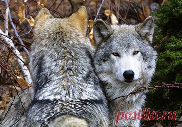Цитаты про волков и волчиц — Интересные факты