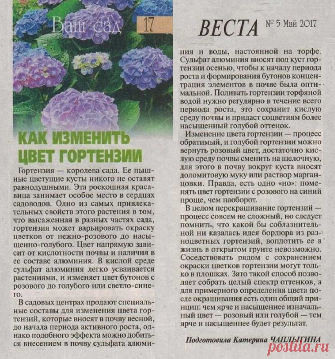 Как изменить цвет гортензии
