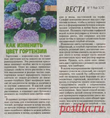 Как изменить цвет гортензии