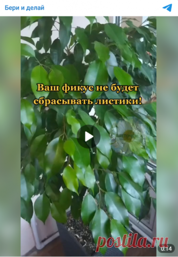 Спасаем фикус

Ставьте 👍

Комнатные Цветы 🪴