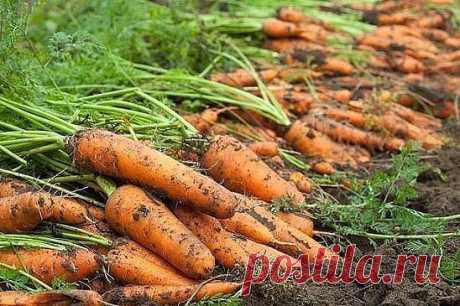 Секреты удобрения моркови | 6 соток