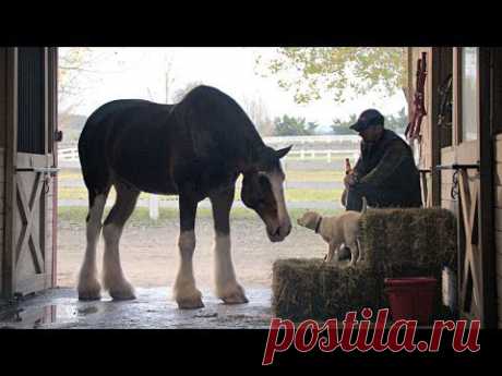 2015 Budweiser Super Bowl Commercial “Lost Dog” | Budweiser #BestBuds