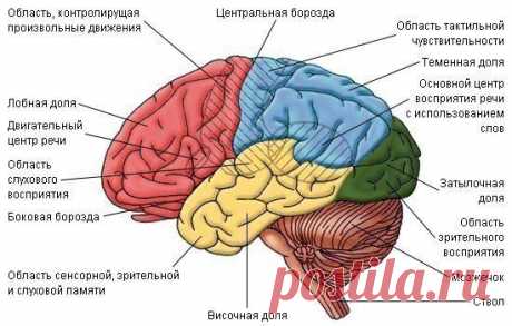 Человеческий мозг. интересные факты