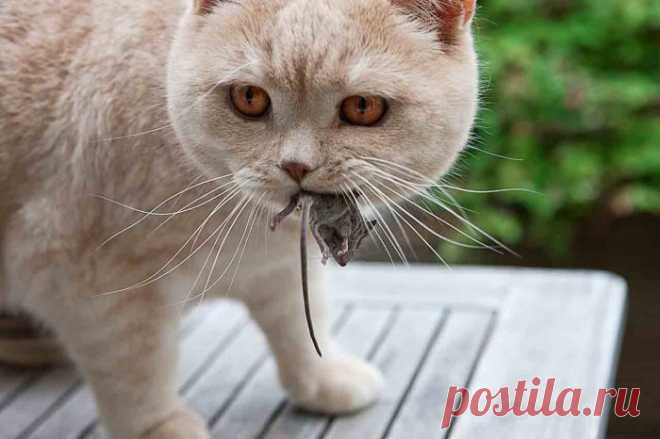 10 научных фактов, подтверждающих, что без кота жизнь не та