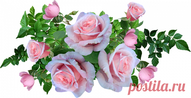Розы Розовый Цветы - Бесплатное фото на Pixabay