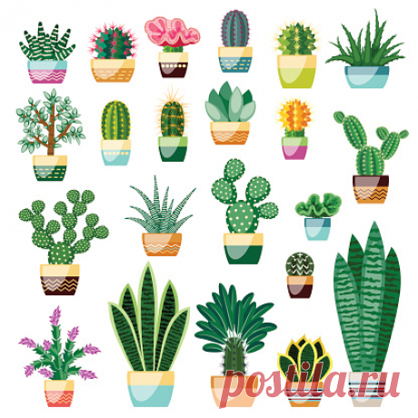 Big set of cactuses and succulents in pots. Cactuses and succulents... Big set of cactuses and succulents in pots. Cactuses and succulents isolated on white background. Indoor plants in a flat style. Vector illustration.