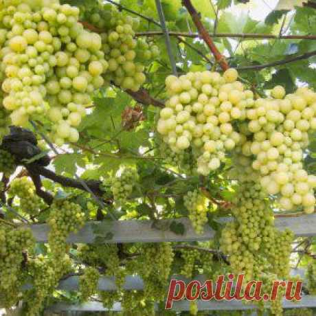 Усадьба | Садовод : Размножаем виноград отводками