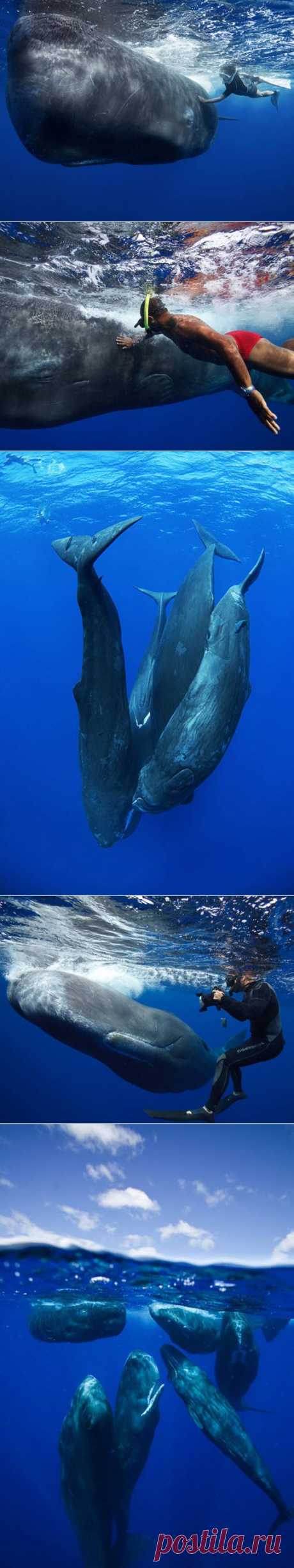 Заклинатель китов • НОВОСТИ В ФОТОГРАФИЯХ