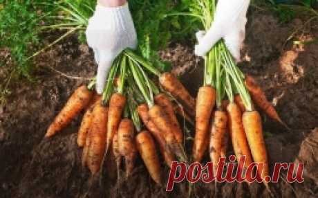 Секреты удобрения моркови - Садоводка