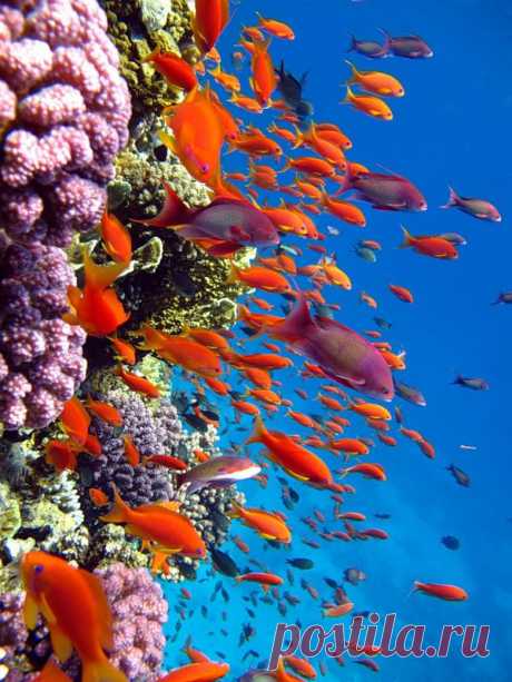 подводный мир коралловых рифов