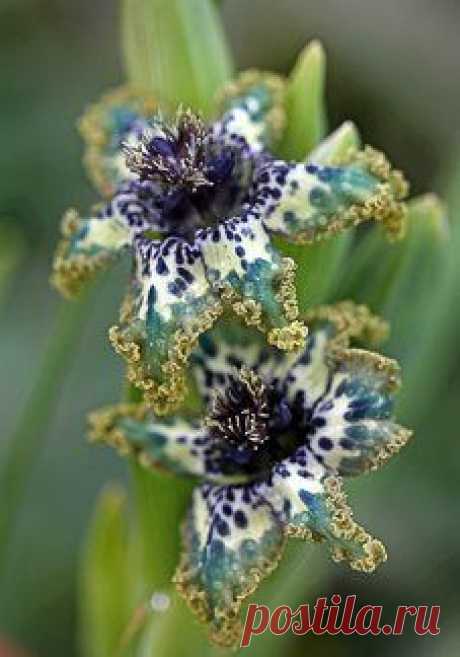 Цветок Феррария – морская лилия