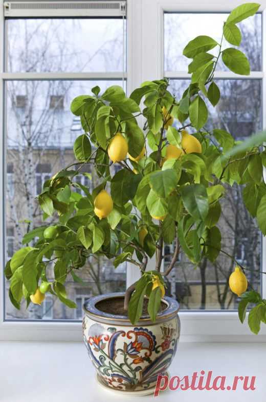 Выращивание лимонного дерева в домашних условиях - Ботаничка.ru
