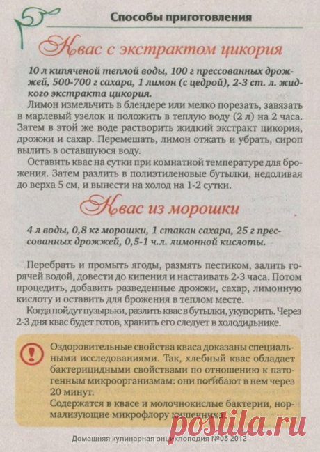 Квас с экстрактом цикория. Квас из морошки