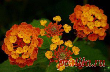 Лантана - веселое многоцветье | Комнатное растение