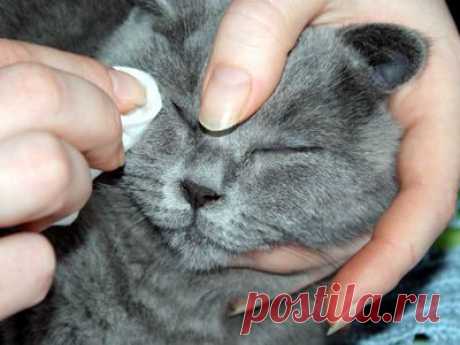 Выделения из глаз кошек и промывание глаз кошке