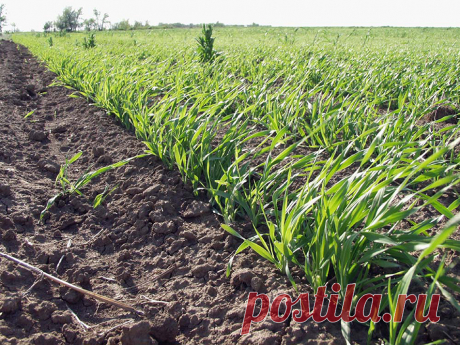 Посев пшеницы весной Огород без хлопот - информационный сайт для дачников, садоводов и огородников.