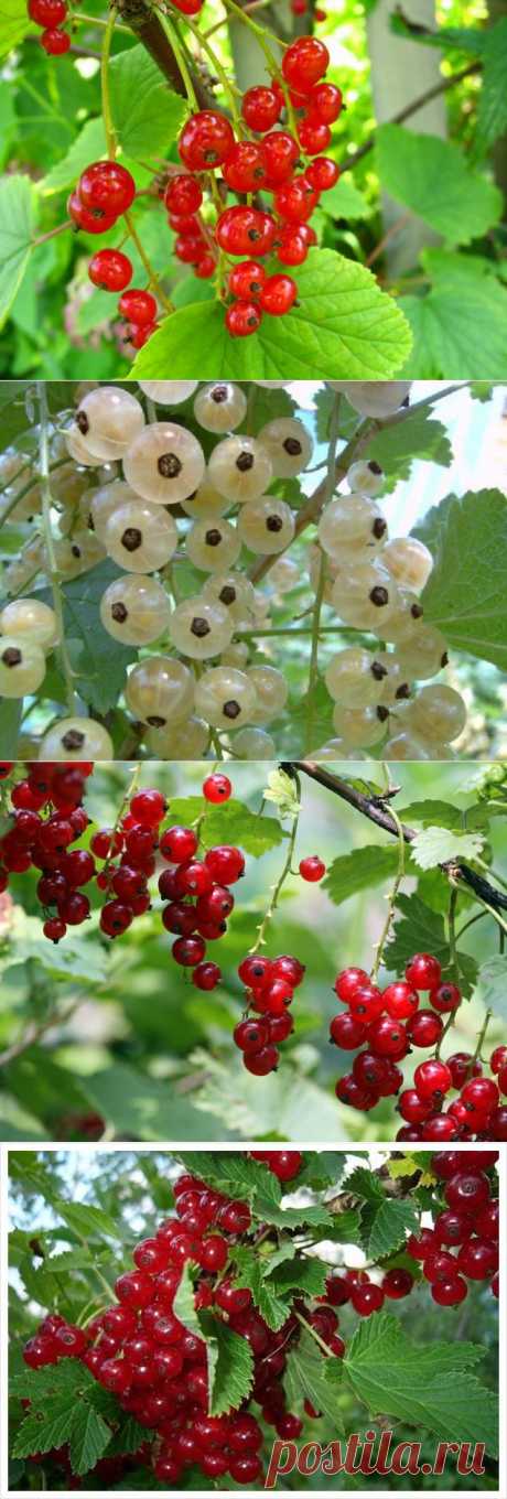 Смородина красная и белая: особенности выращивания и ухода, сорта | Самоцветик