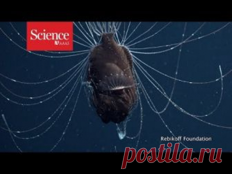 "Ничего подобного не видели": Биологи показали на видео пару рыб-удильщиков, одних из наиболее загадочных обитателей Мирового океана.