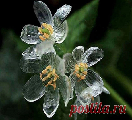 Двулистник Грея - стеклянный цветок | Книга растений | Дзен