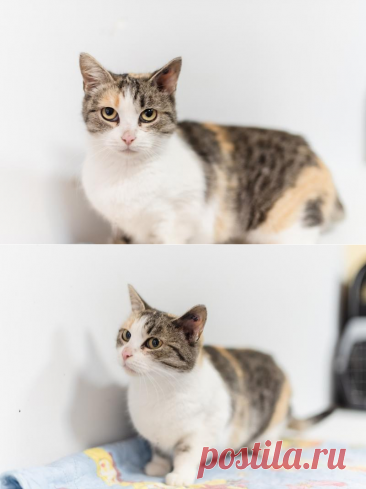 Изящная кошечка Афина ищет семью. – "ЗВЕЗДЫ В ЗАЩИТУ ЖИВОТНЫХ", пользователь Ольга Бавилина | Группы Мой Мир