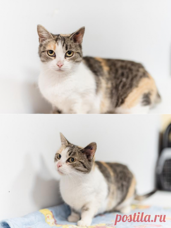 Изящная кошечка Афина ищет семью. – "ЗВЕЗДЫ В ЗАЩИТУ ЖИВОТНЫХ", пользователь Ольга Бавилина | Группы Мой Мир