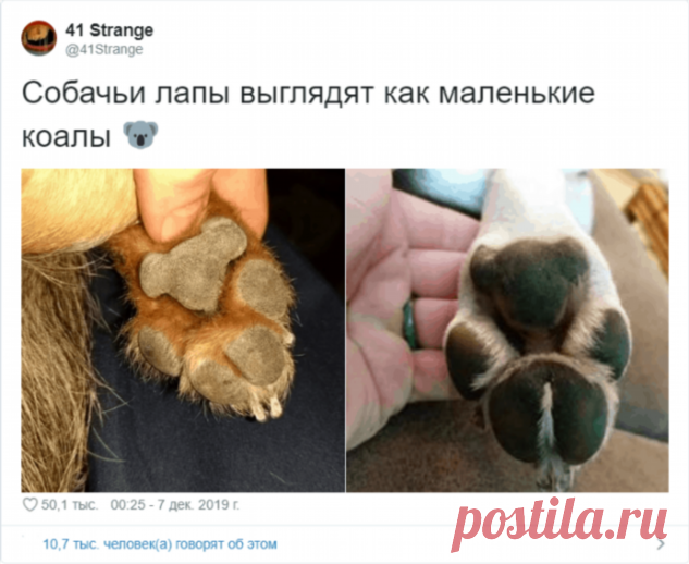 Пользователи Твиттера разгадали тайну подушечек на собачьих лапах  (11 скриншотов) . Тут забавно !!!