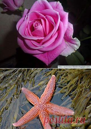 "Да" - от шведской розы-киборга и "нет" - от датских морских звезд