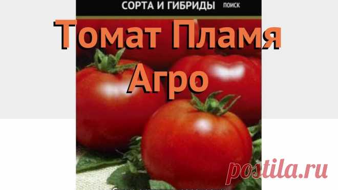 Пламя агро томат Огород без хлопот - информационный сайт для дачников, садоводов и огородников.