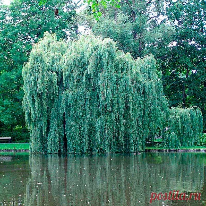 Лекарственное растение Ива белая, ива серебристая (Salix alba). Кустарник или дерево высотой до 20 м с трещиноватой корой. Крона сильно разветвлена, преимущественно с вертикальными ветвями, которые с возрастом могут склоняться вниз; молодые ветви чаще всего красно-коричневые.