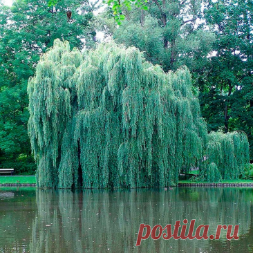 Лекарственное растение Ива белая, ива серебристая (Salix alba). Кустарник или дерево высотой до 20 м с трещиноватой корой. Крона сильно разветвлена, преимущественно с вертикальными ветвями, которые с возрастом могут склоняться вниз; молодые ветви чаще всего красно-коричневые.
