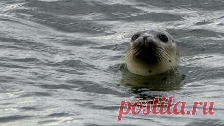 Казахстан завершит создание резервата для каспийских тюленей в 2024 году