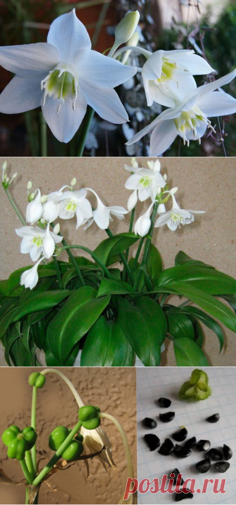 Эухарис: фото цветка, виды, родина амазонской лилии, к какому семейству принадлежит комнатное растение и как оно выглядит в домашних условиях