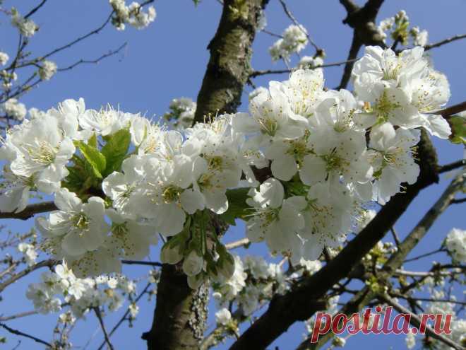 картинки : природа, филиал, цвести, белый, фрукты, цветок, Пища, весна, производить, вишня в цвету, Кустарник, фруктовое дерево, весенние цветы, цветущее растение, Розовая семья, Цветение вишни, Наземный завод 3648x2736 -  - 1226749 - красивые картинки - PxHere