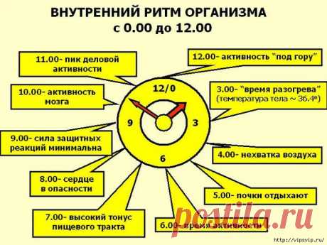 БИОРИТМЫ ЧЕЛОВЕКА - ПРАВИЛЬНЫЙ "БИЗНЕС ПЛАН" ДНЯ