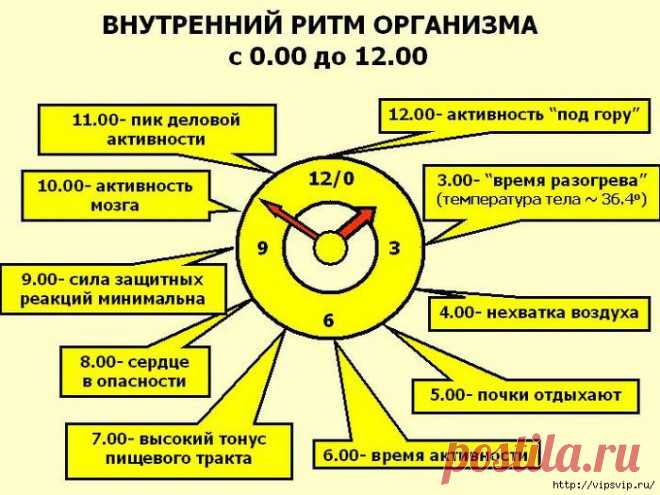 БИОРИТМЫ ЧЕЛОВЕКА - ПРАВИЛЬНЫЙ 