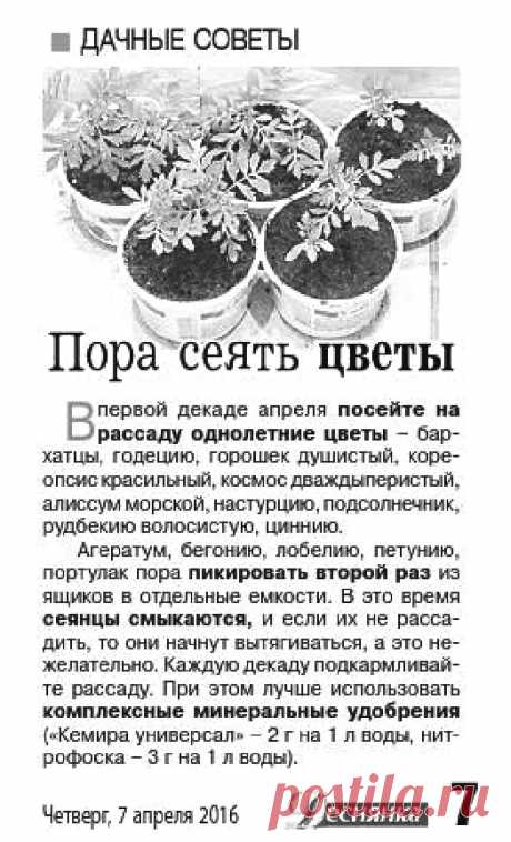 Апрель - пора сеять цветы